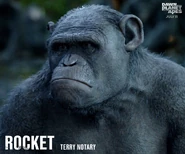 10456815 668233836558206 1009701100726164742 n.jpg (120 KB) From the Apes Movies Facebook Page: Terry Notary is Rocket.
