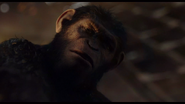 Caesar denounces Koba as an ape