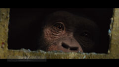 Rise of the Planet of the Apes02.jpg (781 KB) Captured. The same shot is used in Alpha's deleted scene.