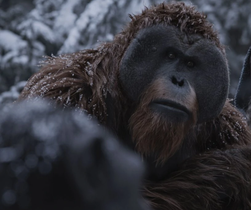 Maurice | Planet of the Apes Wiki | Fandom