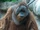 Bornean Orangutan