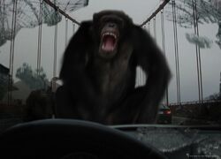 20SF256-Apes-on bridge v04-550x396.jpg