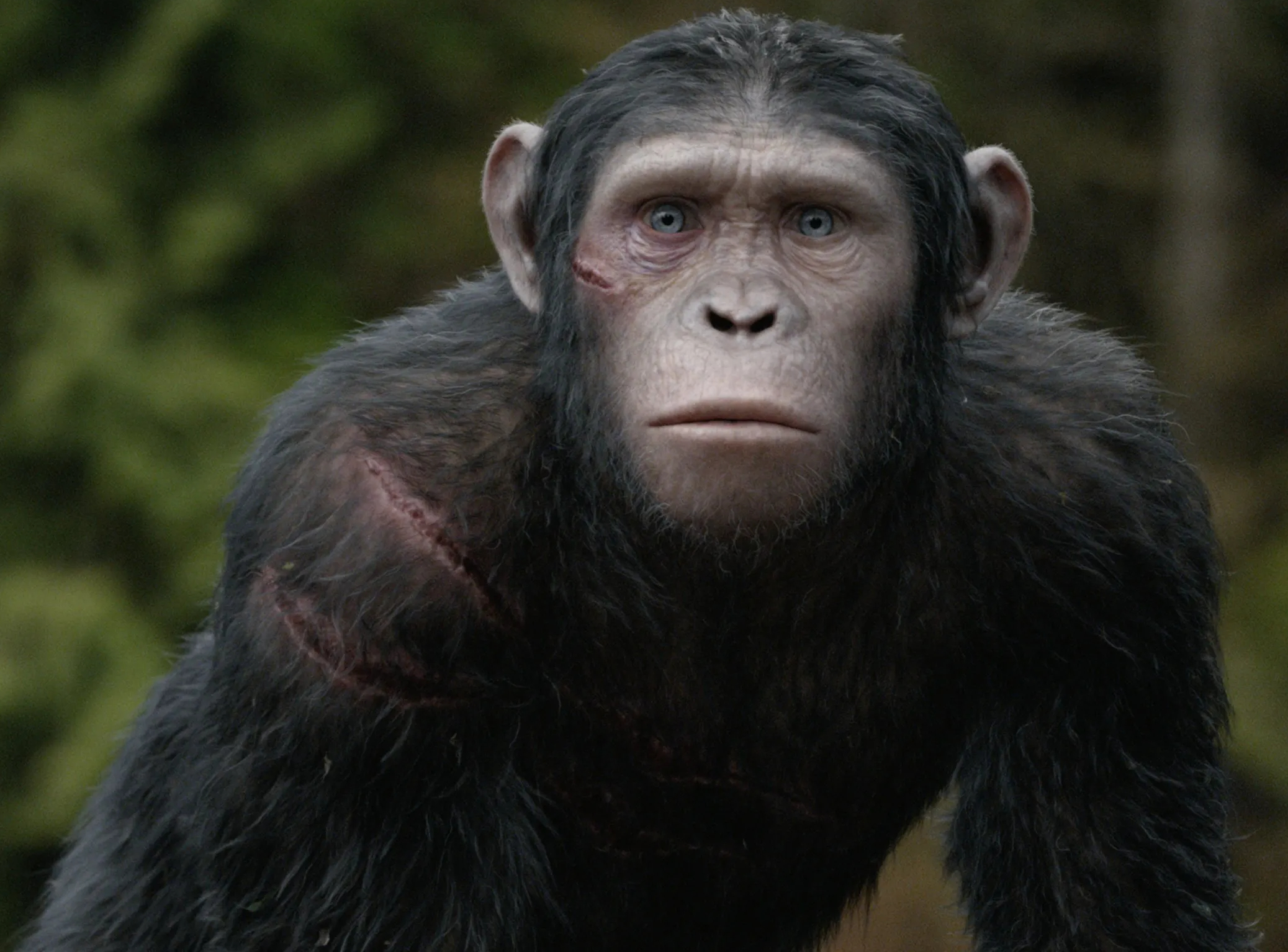 caesar son dawn of the planet of the apes