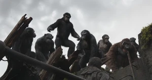 Caesar, Koba, Rocket, Maurice and other Apes stare down at a Human.
