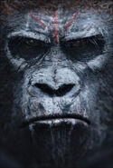 Gorilla DotPotA poster.