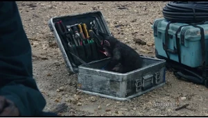 Cornelius in a toolbox.