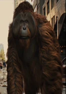Maurice - an orangutan depicted in the Chernin Entertainment film series
