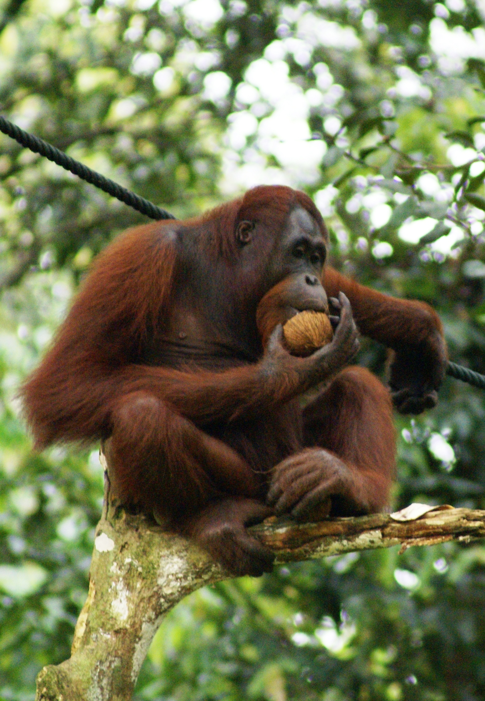 rise of the planet of the apes orangutan rise of the planet of the apes orangutan