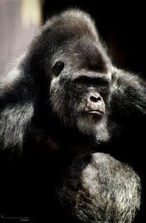 Buck/Gallery | Planet of the Apes Wiki | Fandom