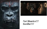 Fourth Ape in new sets of posters not Maurice (Note: Look more closely at Ape's face).