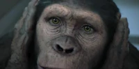 Future Queen of the Apes?: Is it the same Cornelia?