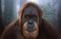 WPOTA Orangutan Elder 2
