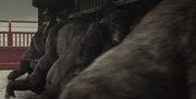 Buck's Gorillas