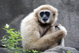 Gibbon