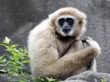 Gibbon