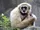 Gibbon