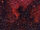 North America Nebula.jpg