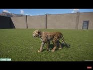 7F1F049D-F4E1-44B2-BD9C-BCC8AD92D0C6.png (8.47 MB) Baby Cheetah