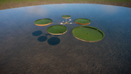 Amazon Water Lily 02