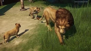 Lionfamily.jpg (68 KB)