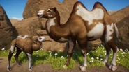 PiebaldBactrian.png (904 KB) Piebald Bactrian Camel