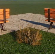 Small Parched Buffalo Grass