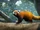 Red Panda