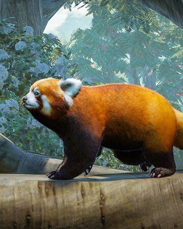 Red Panda Planet Zoo Wiki Fandom