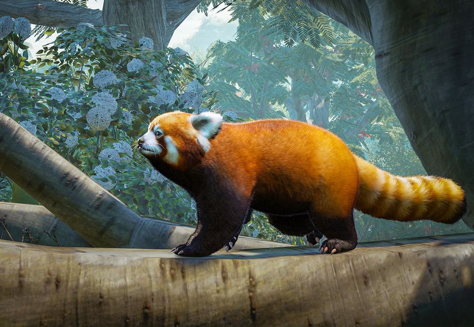 Red Panda | Planet Zoo Wiki | Fandom