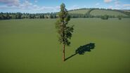Ponderosa 3