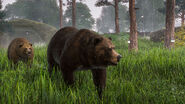 Two grizzly bears walking through their rainy forest enclosure