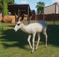 White Springbok