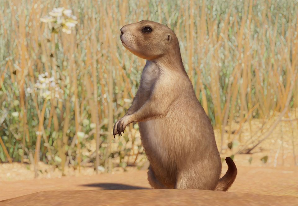 how do prairie dogs interact