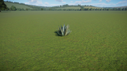 Century Plant Medium