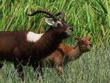 Nile Lechwe