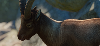 IconAlpineIbex