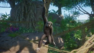 GrayGibbon.png (988 KB) Gray Lar Gibbon