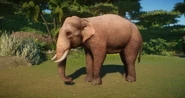Albino indian elephant.png (796 KB) Albino Indian Elephant