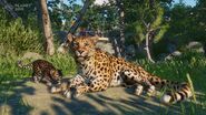 Amur Leopard image 1 