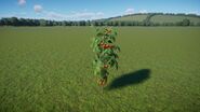 Tomato Vine 2