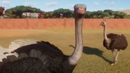 HisYab9PX5oRxLvMuxgwAZ-970-80.jpg (78 KB) Base Common Ostrich