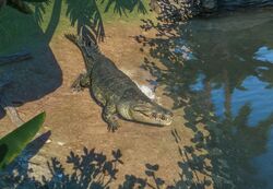 American Alligator, Planet Zoo Wiki