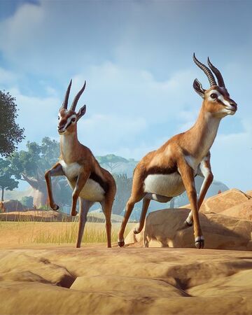 Thomson S Gazelle Planet Zoo Wiki Fandom