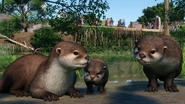 Asian Small-Clawed Otter - Image1