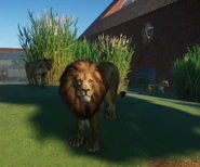 Lion male with females in the background