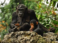 Pre-Zoopedia Profile