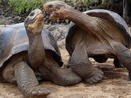 Pre-Zoopedia Profile