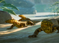 Nile Monitor | Planet Zoo Wiki | Fandom