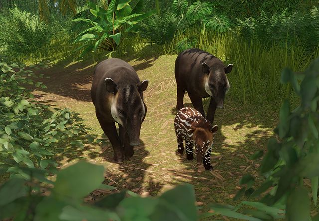 Baird's Tapir | Planet Zoo Wiki | Fandom
