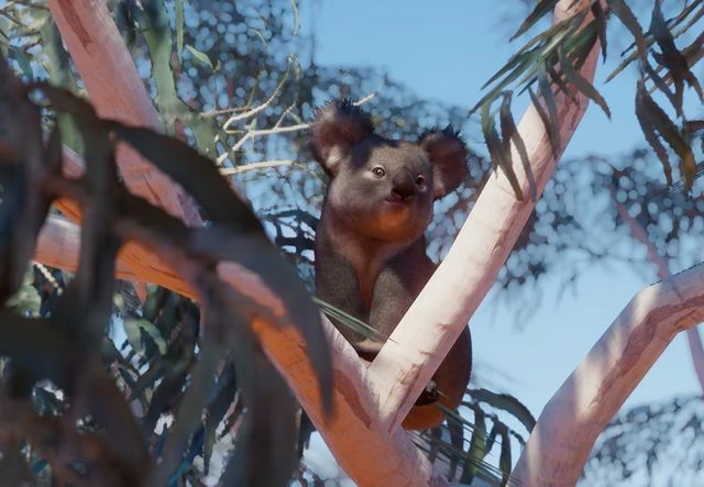 Koala | Planet Zoo Wiki | Fandom